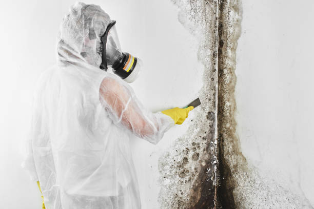 Best Forensic Mold Investigation  in Nogales, AZ